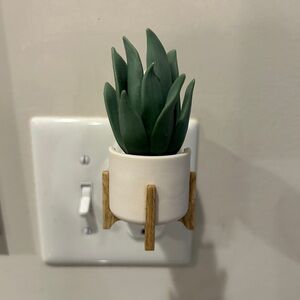 B&BW Snake Plant Wallflower Plug